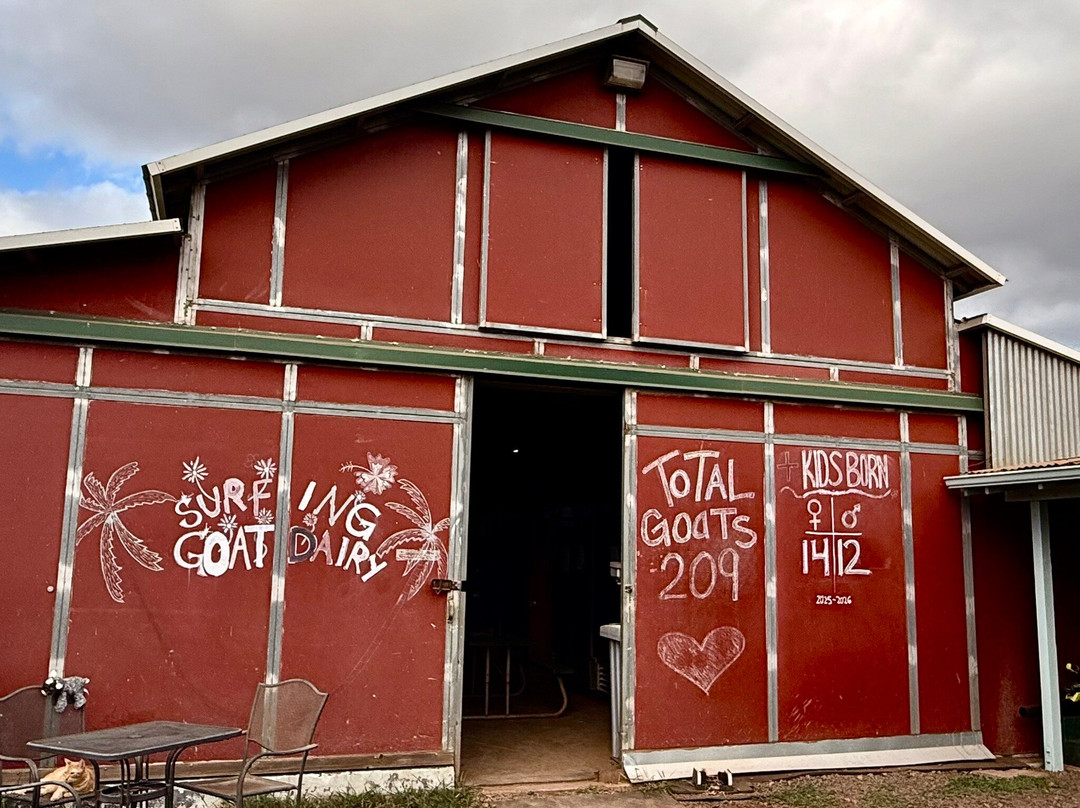 冲浪山羊农场-库拉必去景点
