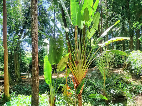 Sophie Nature Walk-Vacoas必去景点
