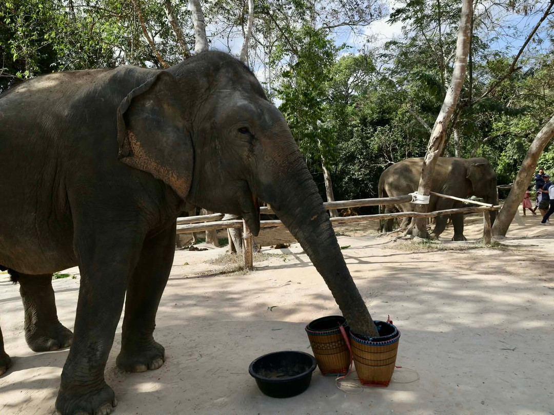 Kulen Elephant Forest-暹粒必去景点