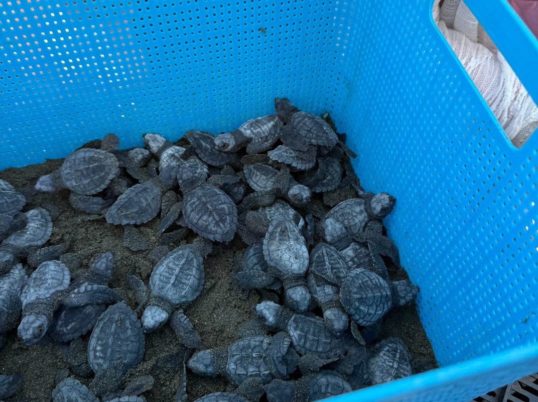 Verdiazul Turtle Sanctuary/Hatchery-轰基亚滩必去景点