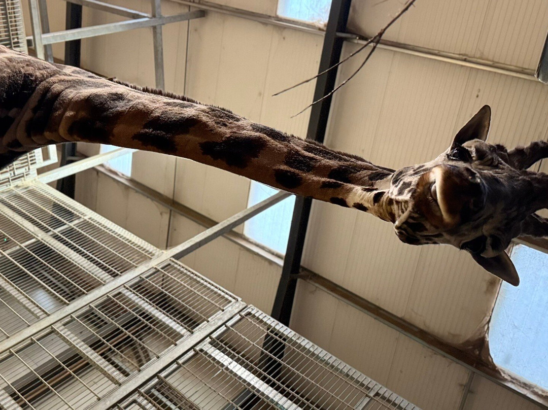 Woburn Safari Park-Woburn必去景点