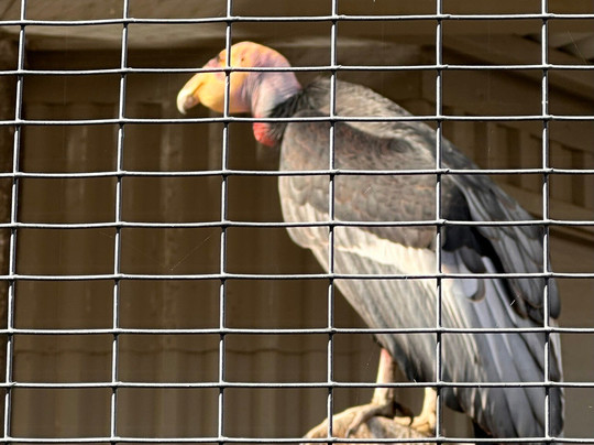 California Living Museum-贝克斯菲尔德必去景点