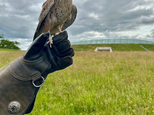 The British Bird of Prey Centre-喀麦登必去景点
