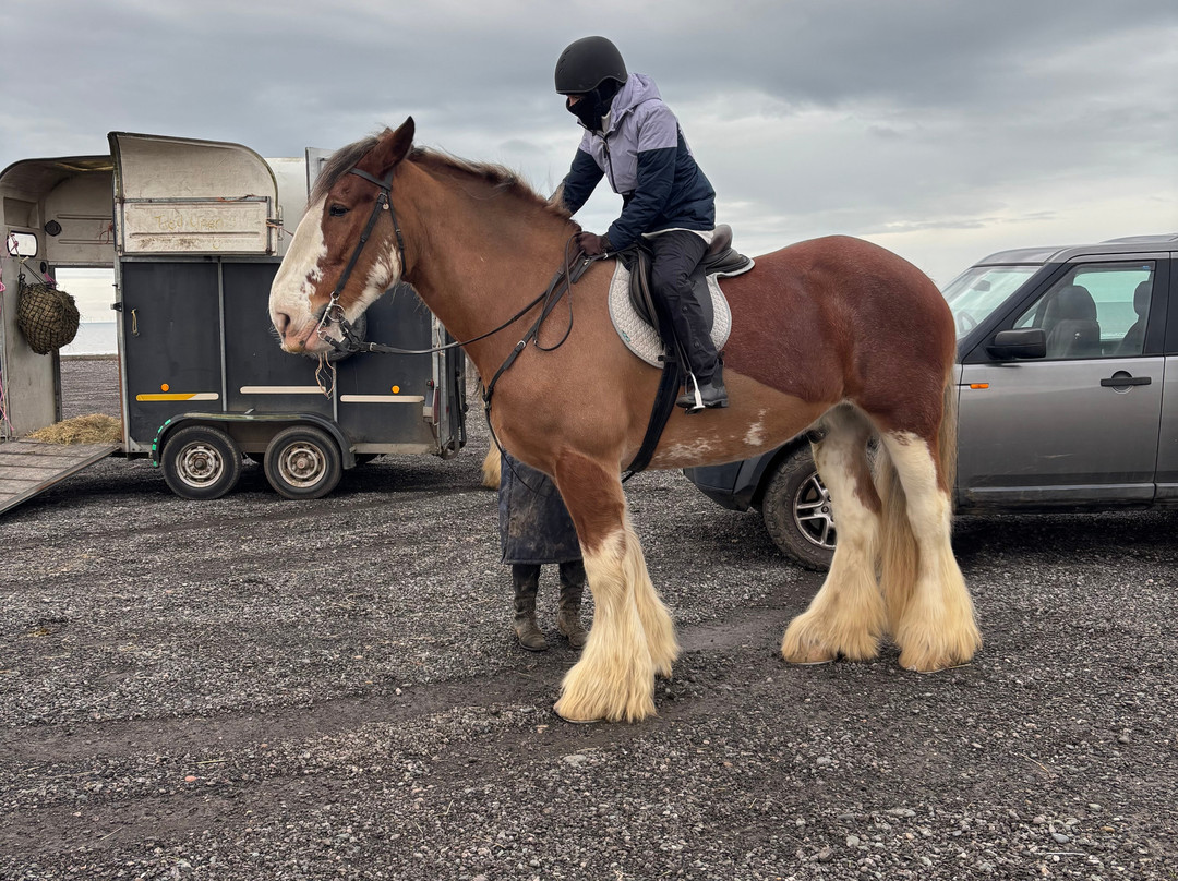 Cumbrian Heavy Horses-Millom必去景点