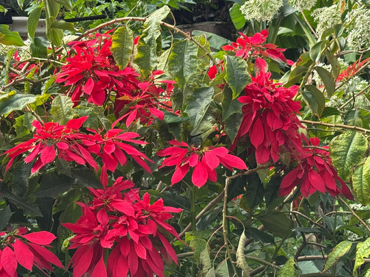 Island Safari Barbados-Saint Michael Parish必去景点