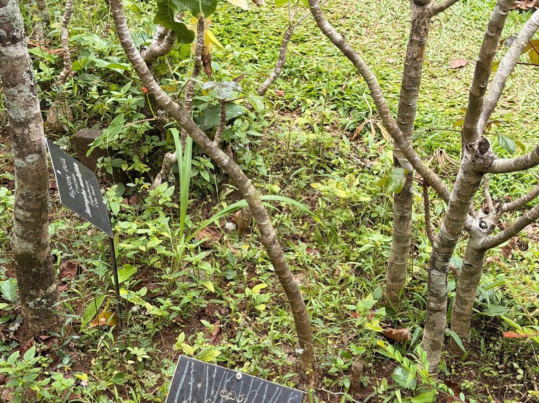 Royal Botanic Gardens Peradeniya-康提必去景点