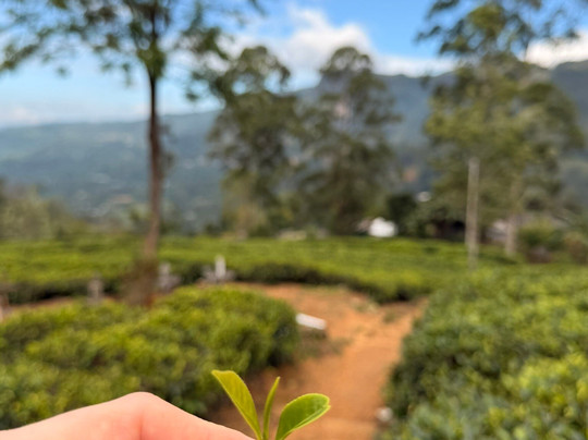 蓝田茶园-奴娃拉伊利雅必去景点