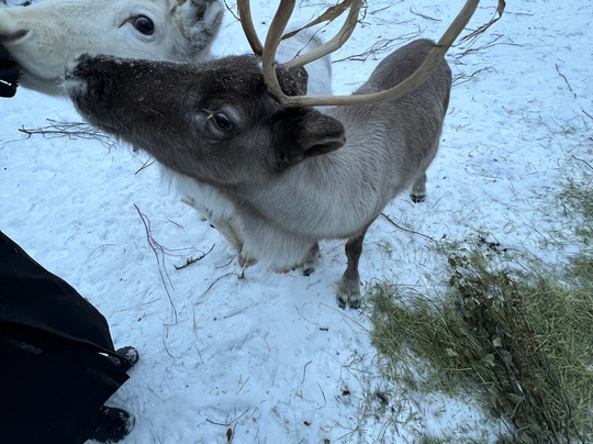 Tokkana Reindeer-Kittilä必去景点