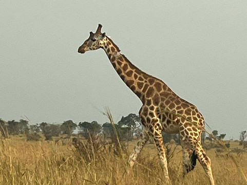 Asante Tour Safaris & Travel-坎帕拉必去景点