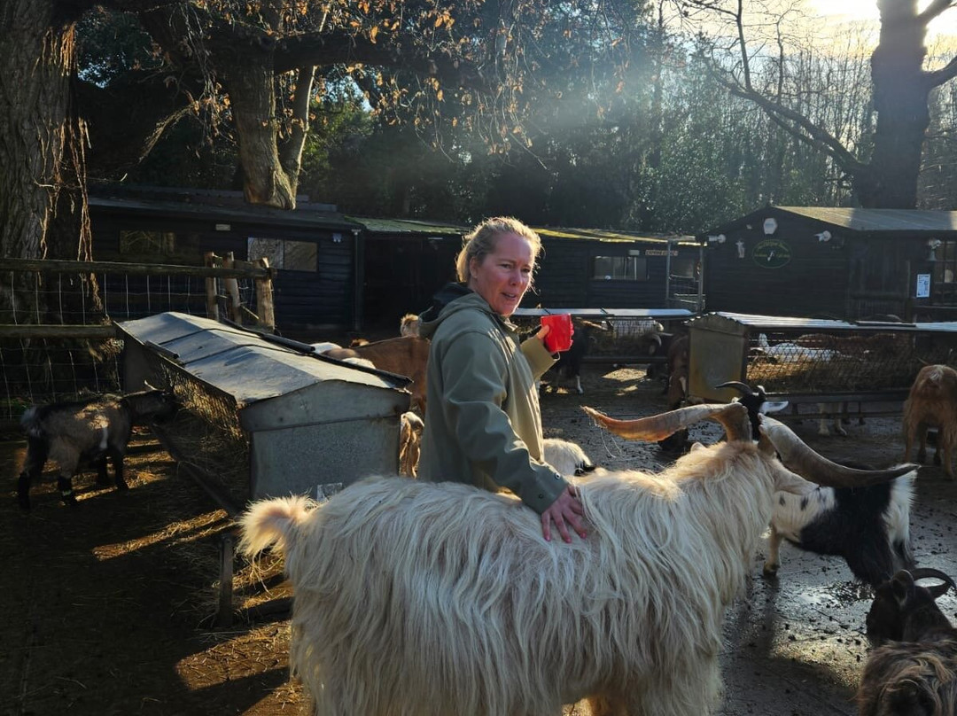 Buttercups Sanctuary for Goats-Boughton Monchelsea必去景点