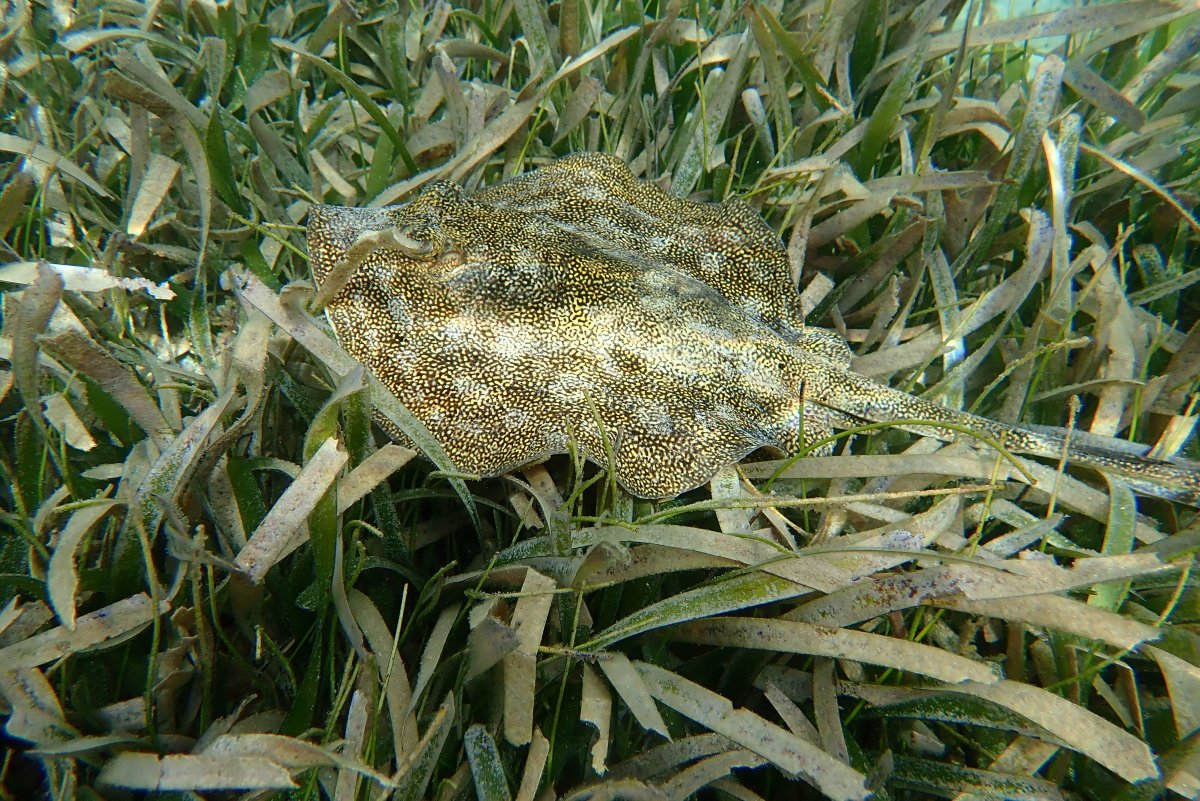 Starfish Jibacoa-泳池