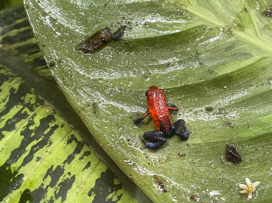 Costa Rica Expedition Tours-Culebra必去景点