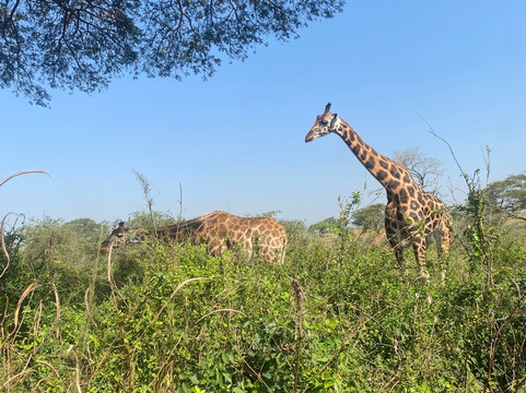 FK Car Rental Uganda-坎帕拉必去景点