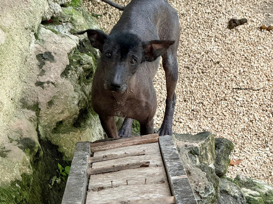 Croco Cun Zoo-从莫雷洛斯港必去景点