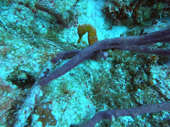 Scuba Life Cozumel-San Miguel de Cozumel必去景点