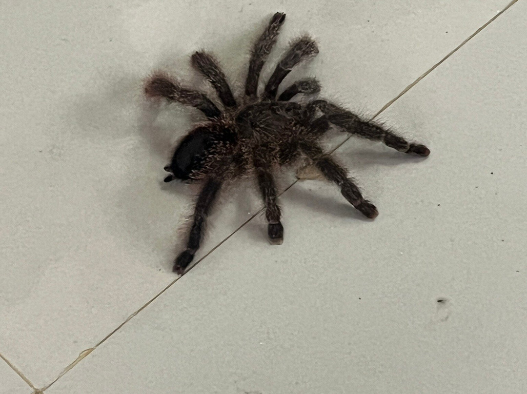 Mariposario DEDALMA-Mera必去景点