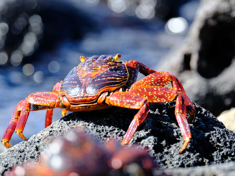 Smart Galapagos-阿约拉港必去景点