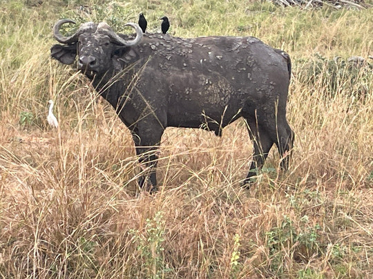 Trek Africa Expeditions-Lyamutundwe必去景点