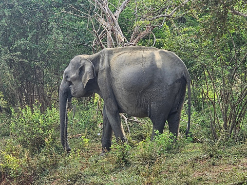 TrustGo Travels-埃勒必去景点