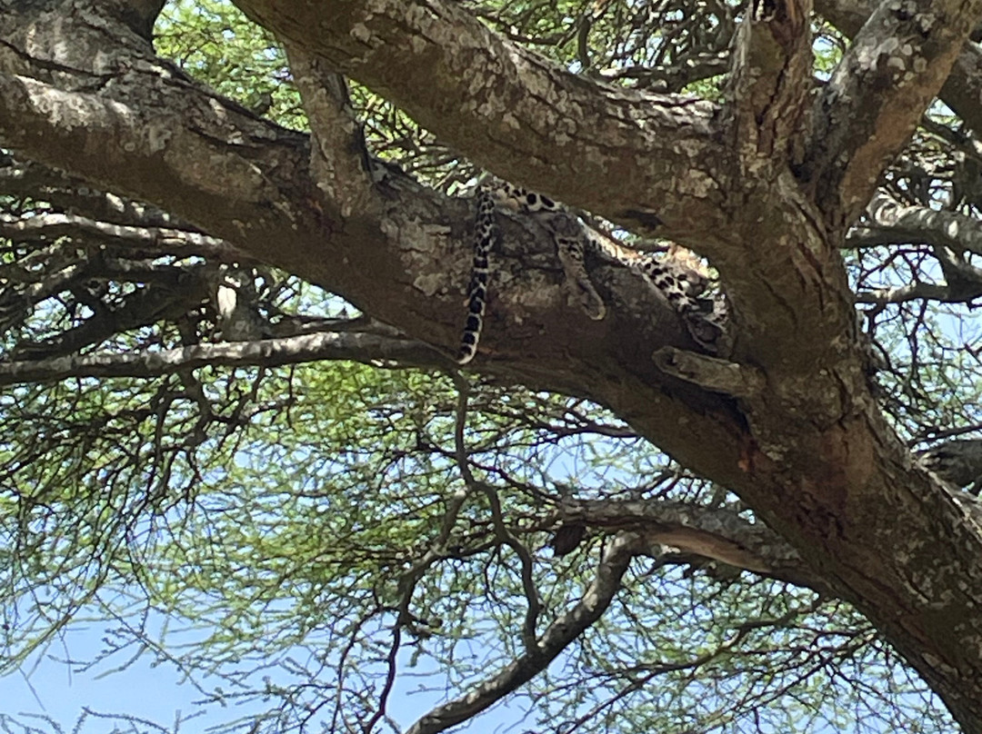 TANZANIA INSIDE AND SAFARI-莫西必去景点