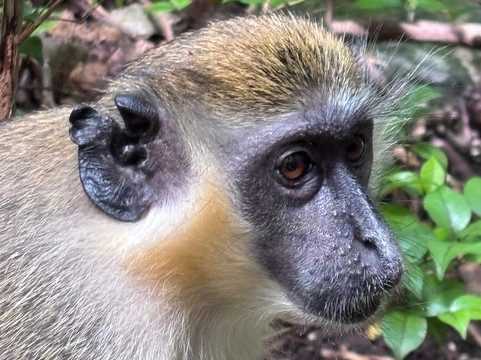 Barbados Wildlife Reserve-Saint Peter Parish必去景点