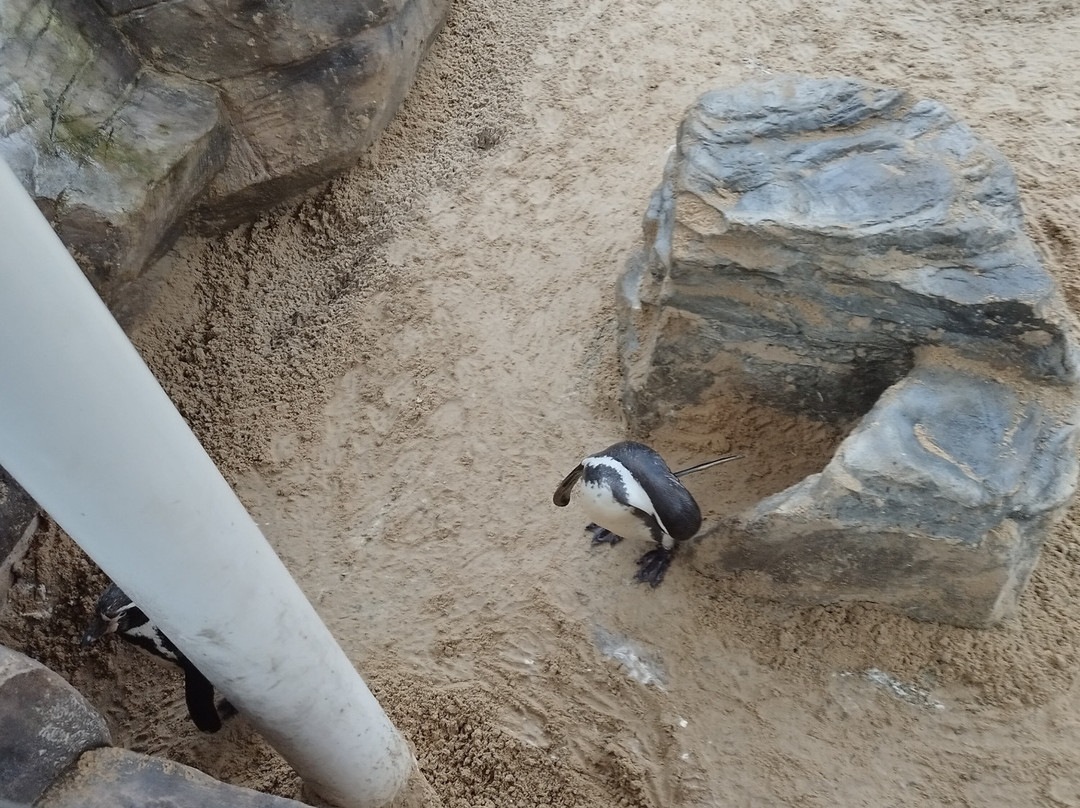Colchester Zoo-科尔切斯特必去景点