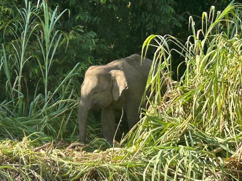 Sumatra Orangutan Tours-武吉拉旺必去景点