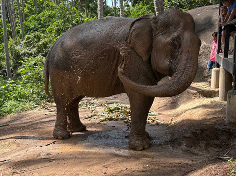 Samui Elephant Sanctuary-波普特必去景点