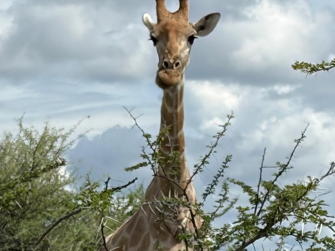 Born in Etosha Self-Drive Private Tours-Okaukuejo必去景点