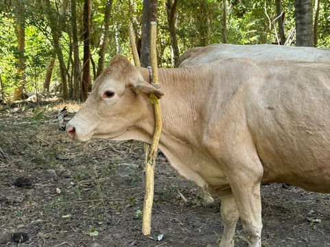 Monkey Mountain-利他必去景点