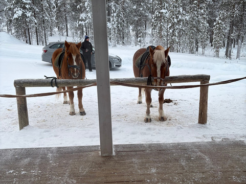 Polaris Point Horses-撒利塞卡必去景点