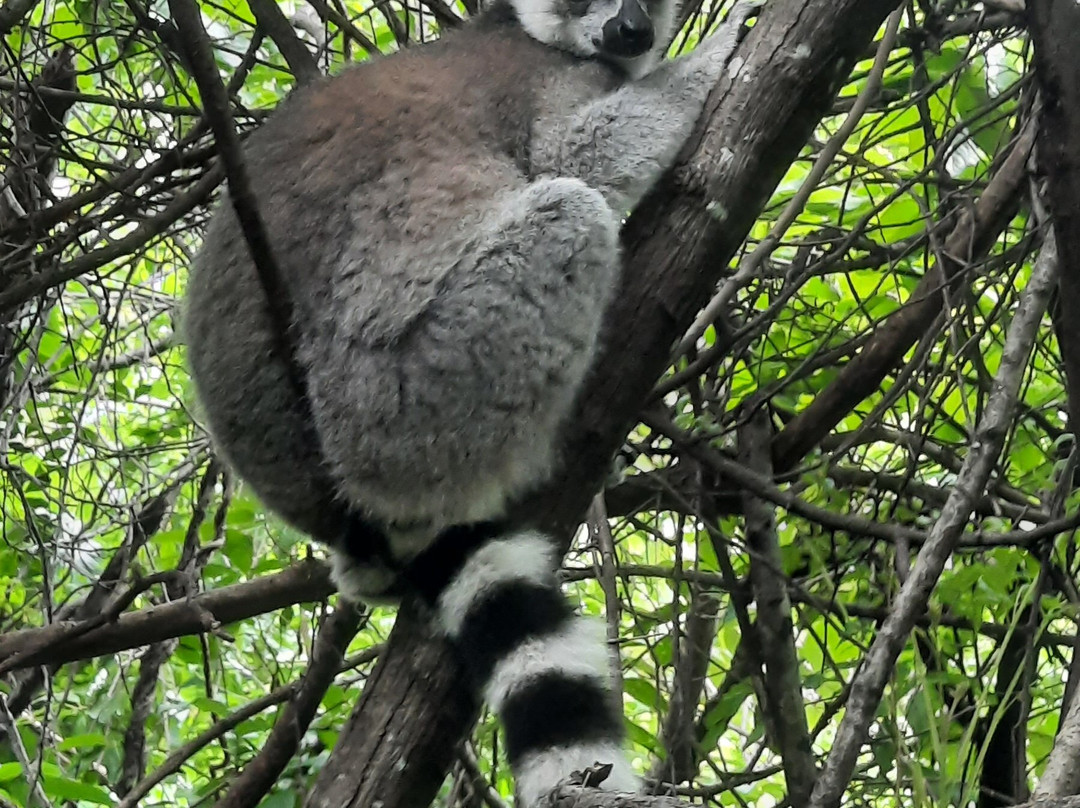 GMT+3 Great Madagascar Tours - Day Tours-安塔那那利佛必去景点