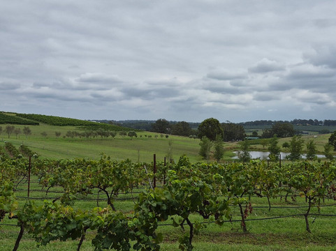 Hanging Tree Wines-波高尔宾必去景点