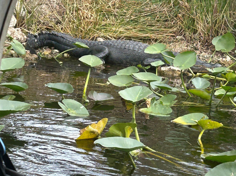 Banana Joe Tours-迈阿密必去景点