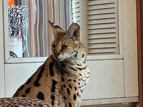 Bear Creek Feline Center-巴拿马城必去景点