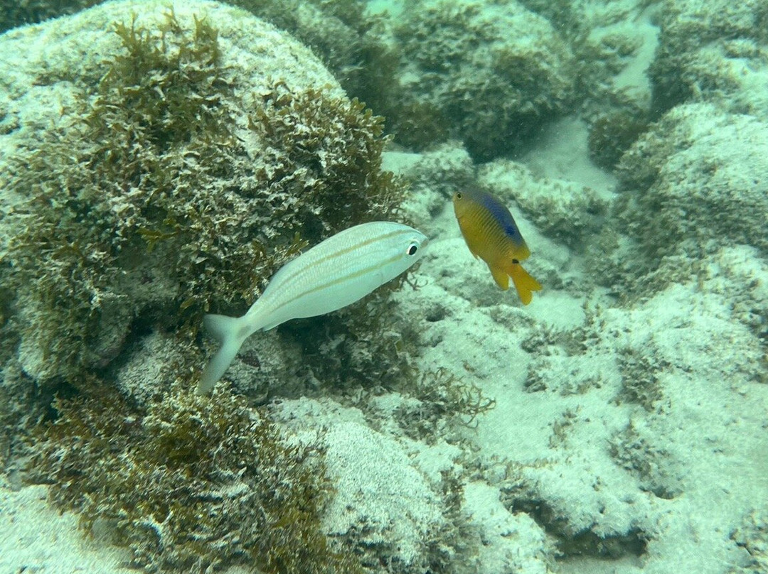 Parrachos de Rio do Fogo-Rio do Fogo必去景点