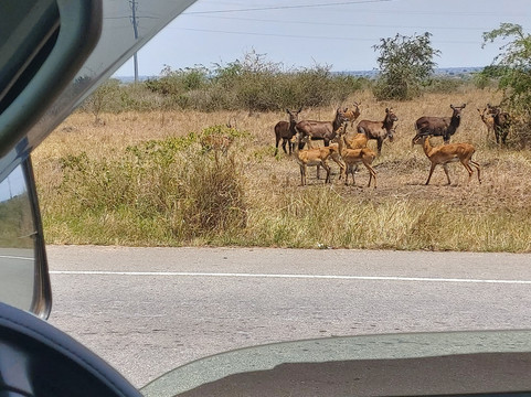 Afrika Panthera Safaris-Fort Portal必去景点