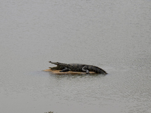 Jeep Safari With Gayan-锡吉里亚必去景点