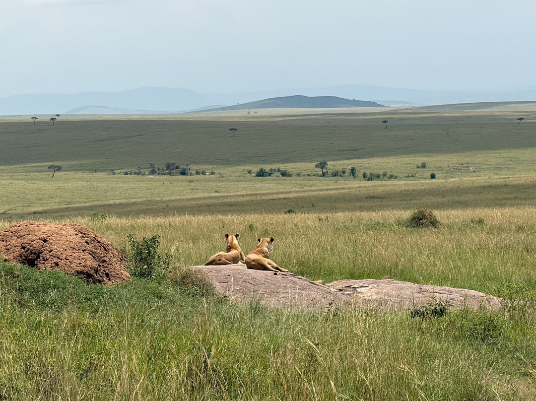 Lion's Cradle