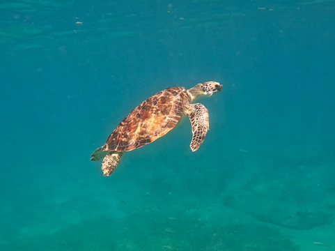 Vieques Snorkel Tours-维切克岛必去景点