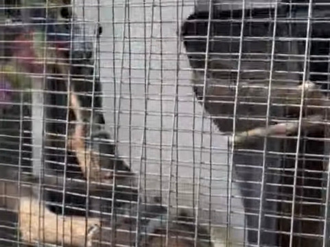 Save Our Seabirds-萨拉索塔必去景点