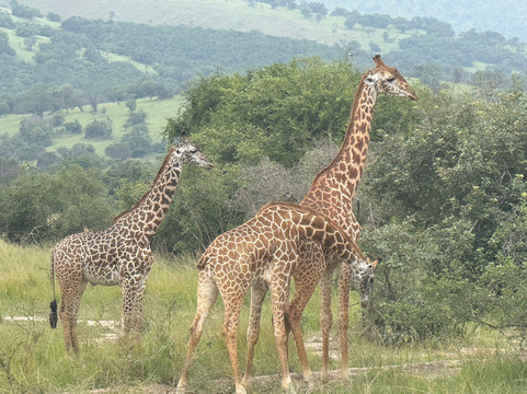 Friendly Gorillas-坎帕拉必去景点