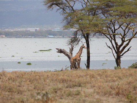 Crescent Island Game Sanctuary-奈瓦夏必去景点