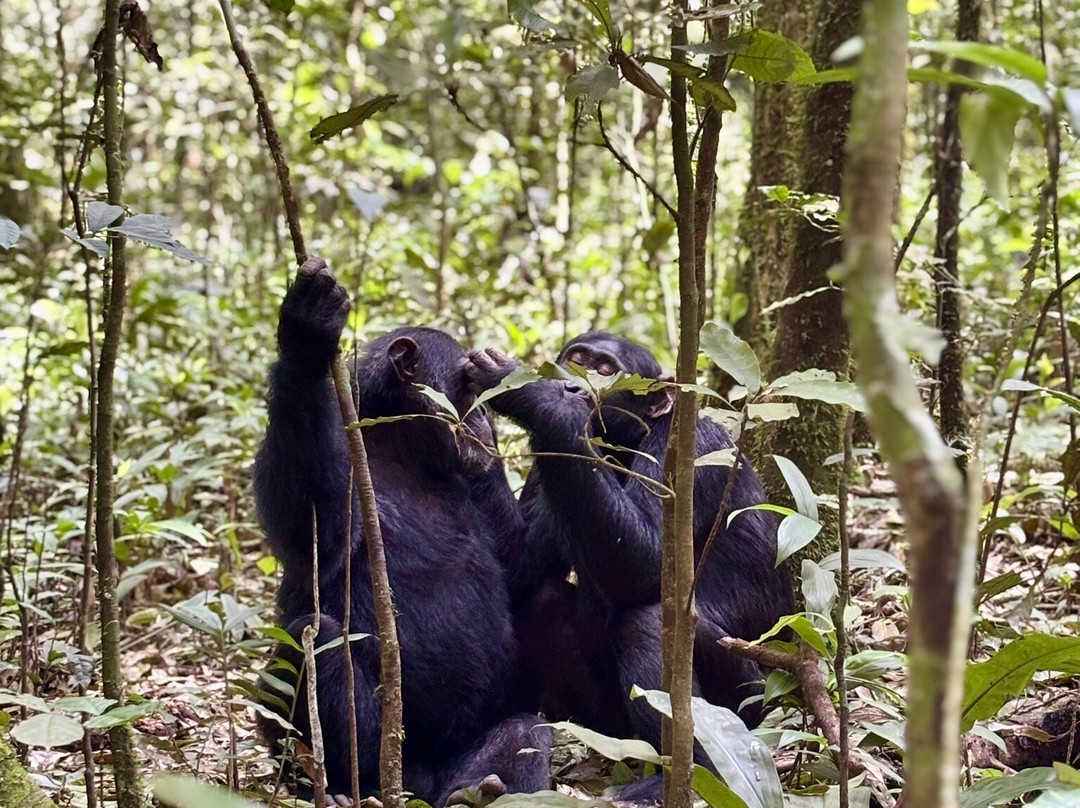 Exclusive Uganda Safaris-坎帕拉必去景点