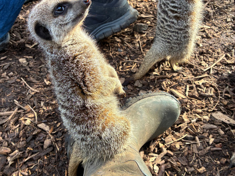 Hoo Zoo And Dinosaur World-特尔福德必去景点
