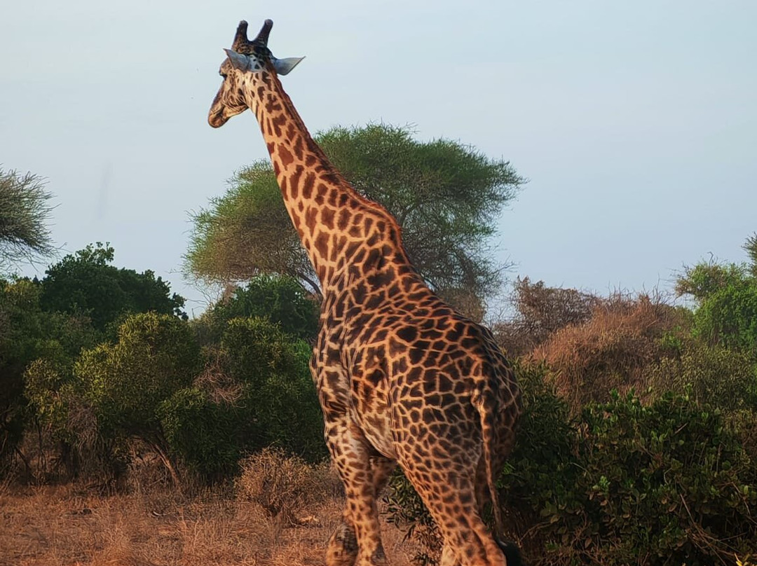 Discovery Kenya con Fragola-瓦塔木必去景点
