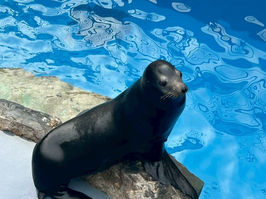 Aqua World Ibaraki Prefectural Oarai Aquarium-大洗町必去景点