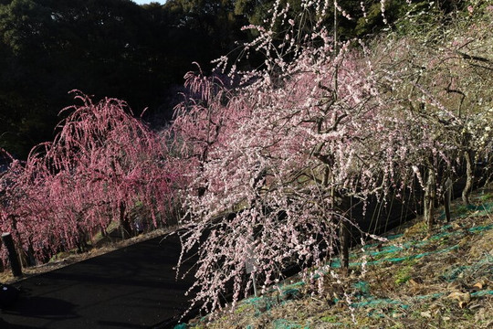 Oagata Shrine-犬山市必去景点