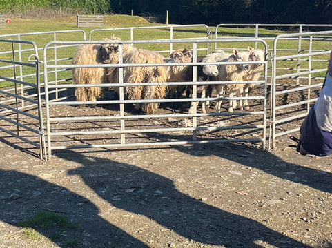 Sheep Smarts-Rathdrum必去景点