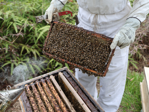 Manuel Antonio Bee Farm Tour-哥斯达黎加安东尼奥国家公园必去景点